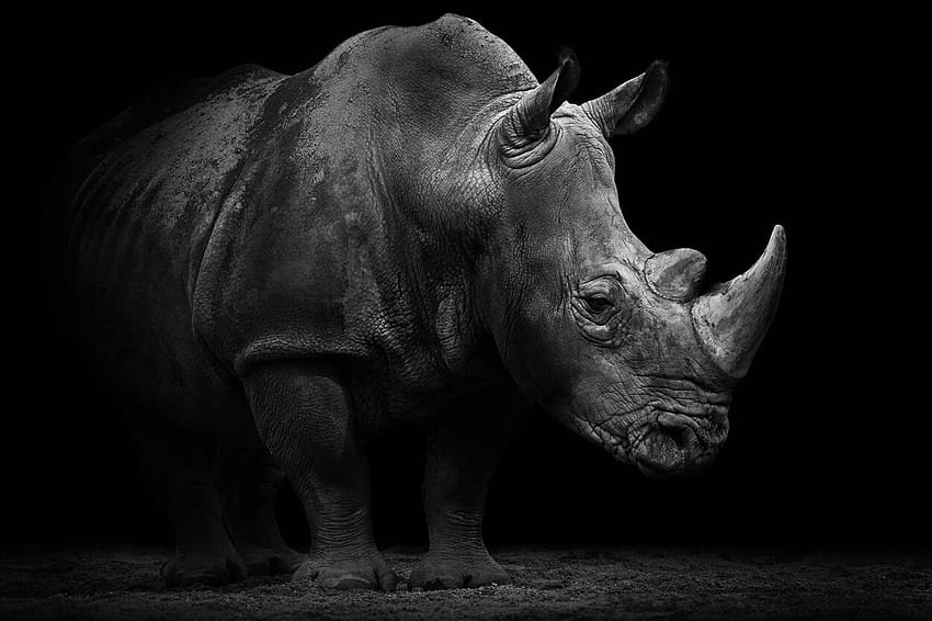 Arquitetos Papel «Rhino» 470509, Rhinoceros papel de parede HD
