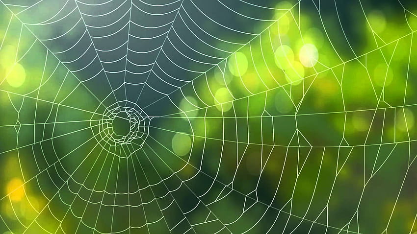 Spinnenhintergrund Video animierter Webhintergrund, Cartoon-Spinnennetz HD-Hintergrundbild