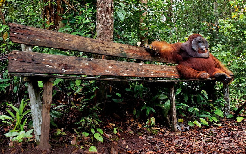 Orangutan, Baby Orangutan HD wallpaper
