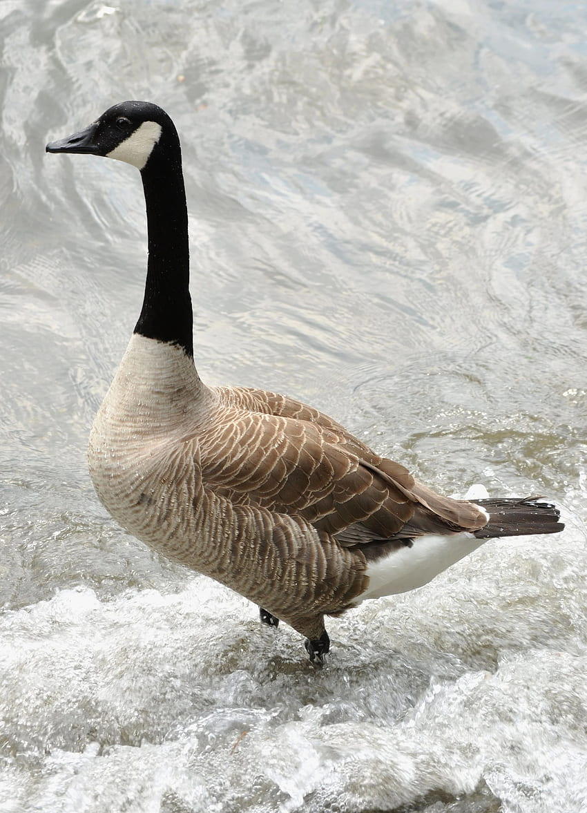 Canada Goose and Background, 3D Geese HD phone wallpaper