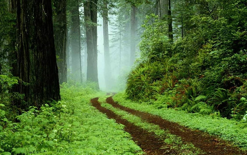 비스타 숲, 만자라 HD 월페이퍼