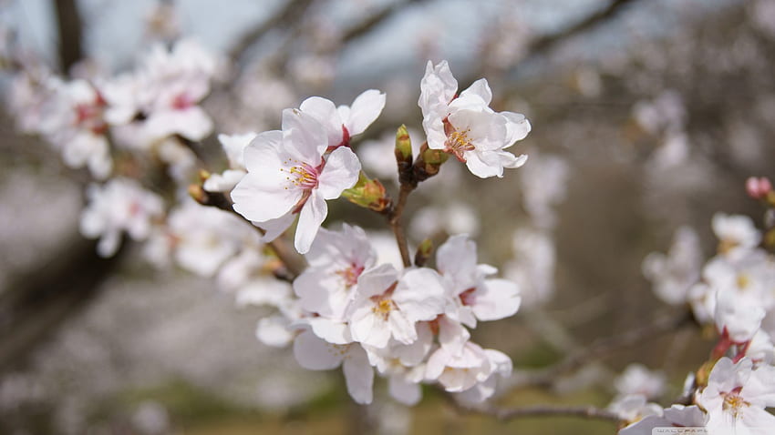 Sakura, manis, putih, alam, bunga Wallpaper HD