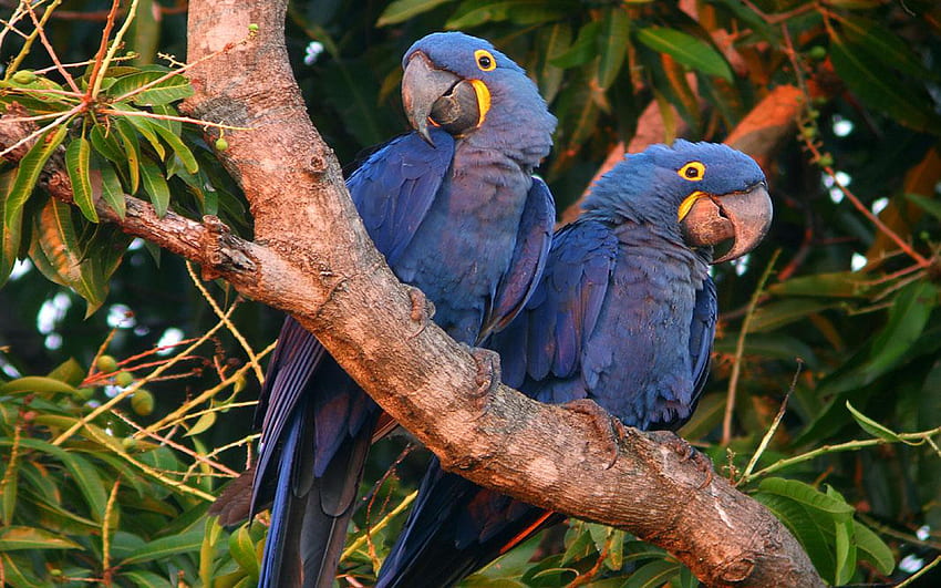Hyacinth Macaw Native To Central And South America East, Blue Macaw HD wallpaper