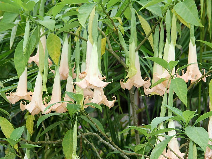 Brugmansia arborea (trombeta do anjo). Mundo das plantas com flores papel de parede HD