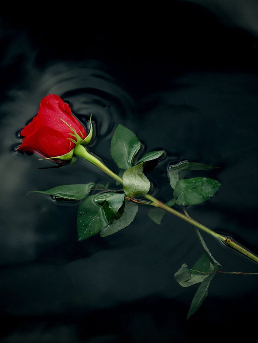 ROTE ROSE 1. Rote Rosen, Rosenblüte, Rose, einzelne rote Rose HD-Handy-Hintergrundbild