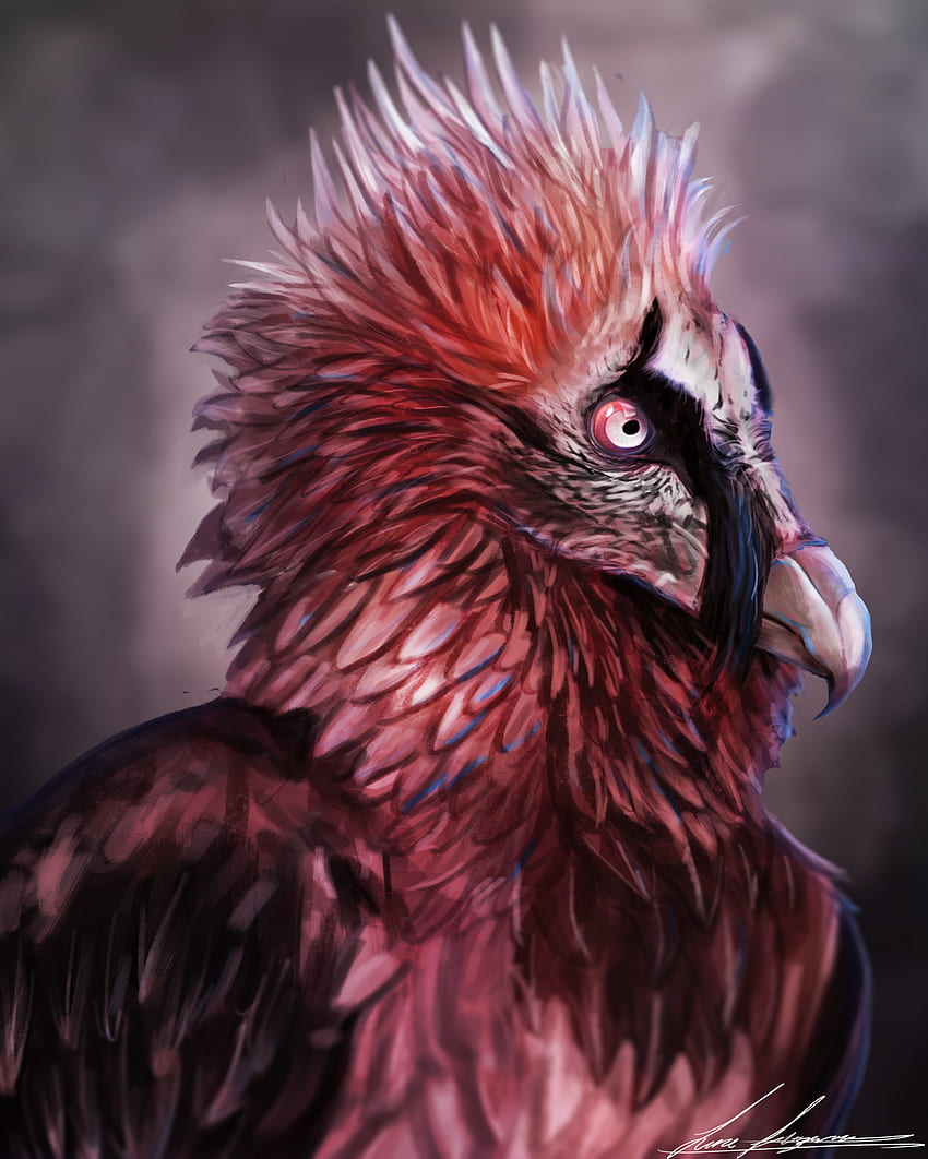 Bearded Vulture Tattoo | TikTok