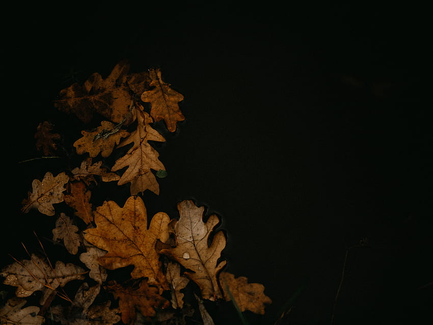 Autumn, Leaves, Macro, Brown, Puddle, Fallen Leaves, Fallen Foliage HD wallpaper