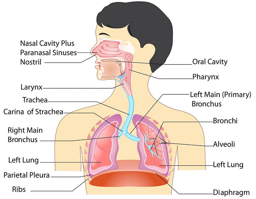 Human Respiratory System Anatomy Of Respiratory System Parts And Functions New. Human respiratory system, Respiratory system anatomy, Respiratory system HD wallpaper