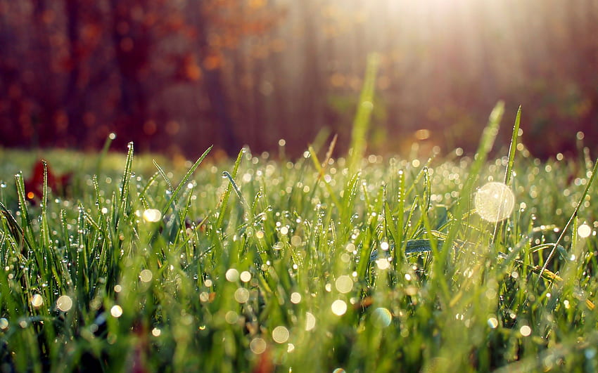 Morning dew on grass . HD wallpaper