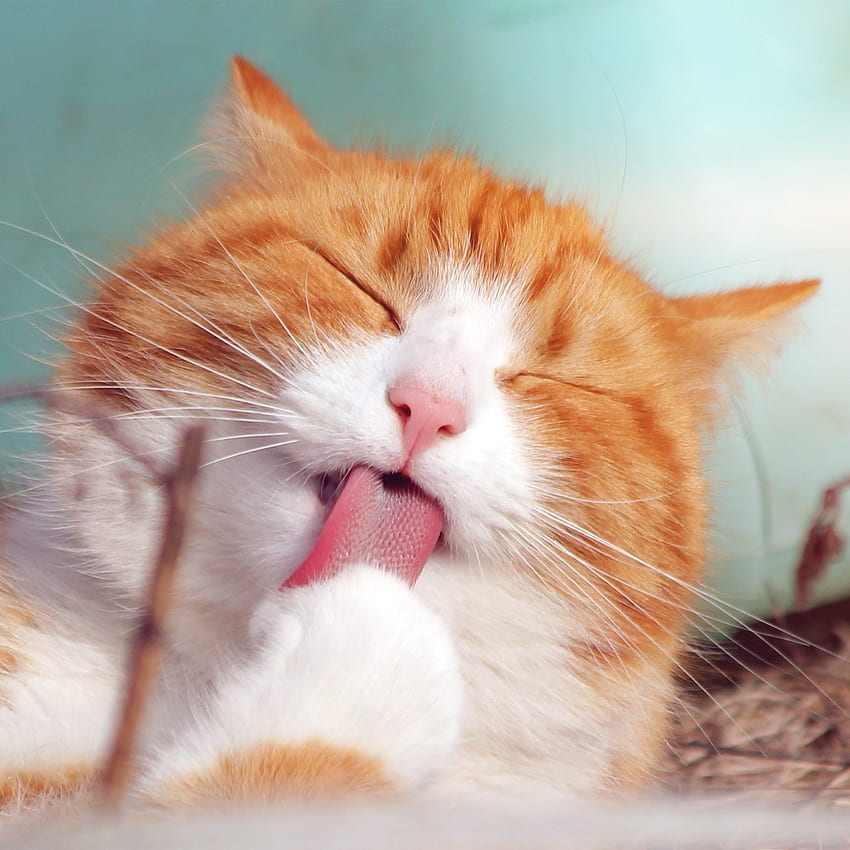 Happycat животно сладка усмивка оранжево, усмихната котка HD тапет за телефон