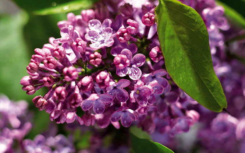 Flowers, Lilac, Plant, Macro, Branch HD wallpaper | Pxfuel