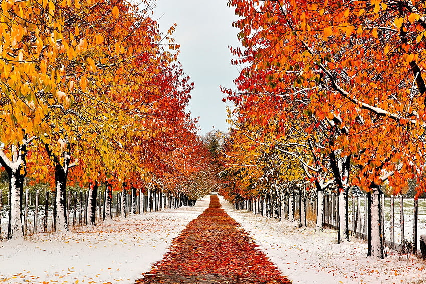 Alberi d'autunno con neve, sentiero, marciapiede, autunno, autunno, passerella, foglie, neve, recinto, alberi Sfondo HD