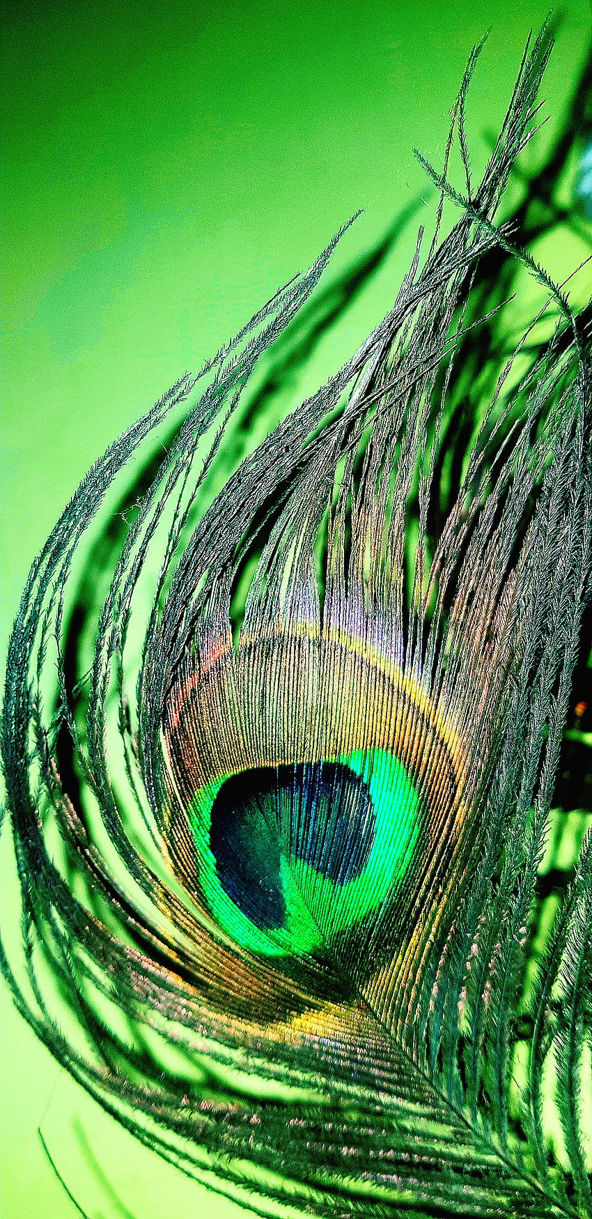 孔雀の羽の、目、緑 HD電話の壁紙