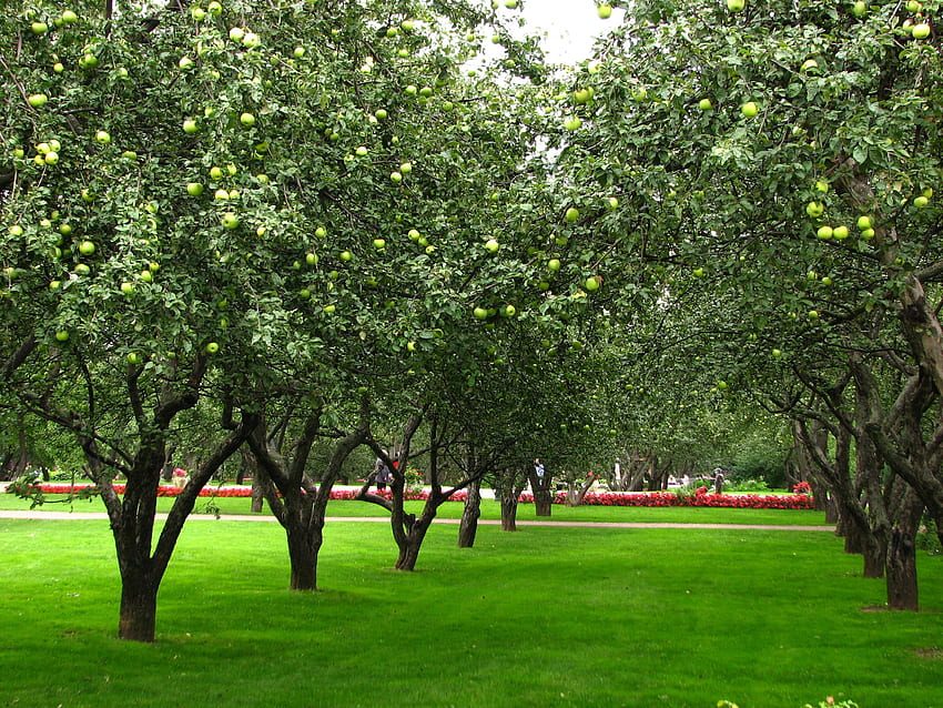 Apple Orchard HD wallpaper