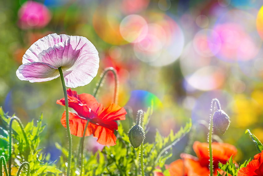 Summer flowers, bokeh, sunny, garden, meadow, beautiful, summer, poppies, pretty, flowers, lovely, macro HD wallpaper