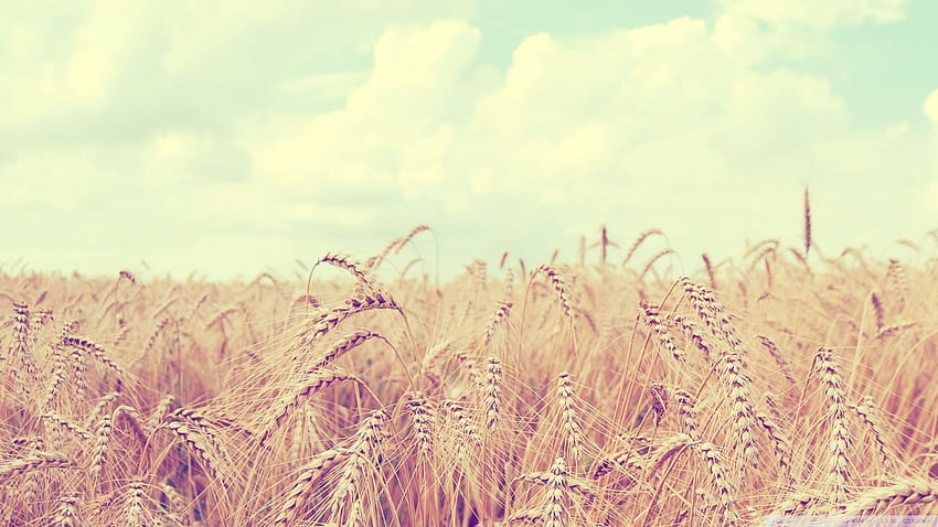 Golden Wheat Harvest ❤ for Ultra TV HD wallpaper