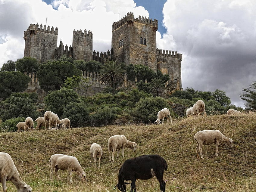castelo, espanha, ovelha, andaluzia papel de parede HD