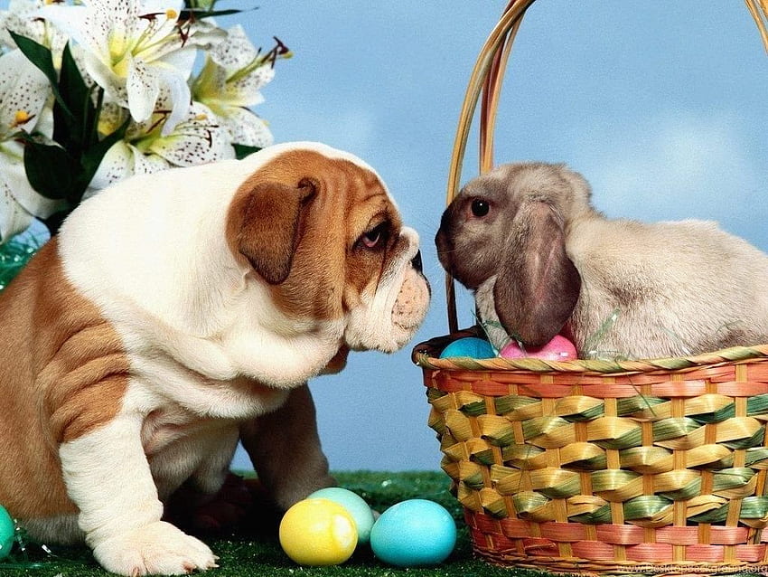 Cute Easter, Cool Easter HD wallpaper | Pxfuel