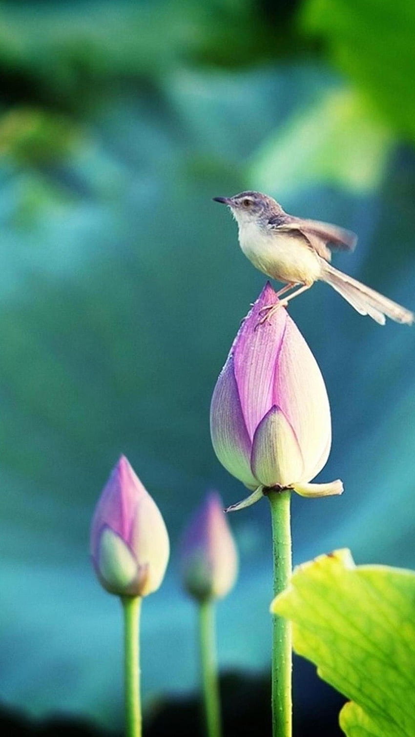 Flors amb ocell. naturaleza, naturaleza, flor de loto, hermoso pájaro y flor fondo de pantalla del teléfono