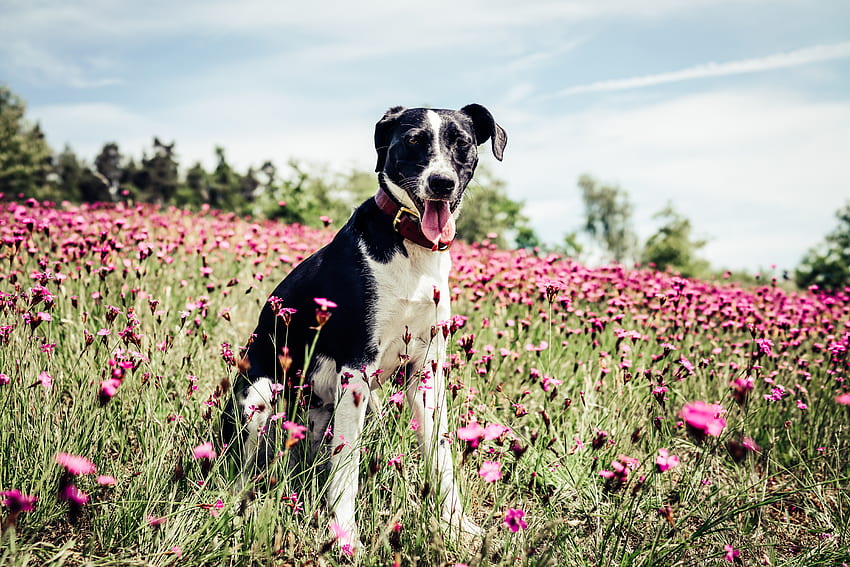 Animals, Flowers, Dog, Field, French White And Black Hound, French White-And-Black Hound HD wallpaper