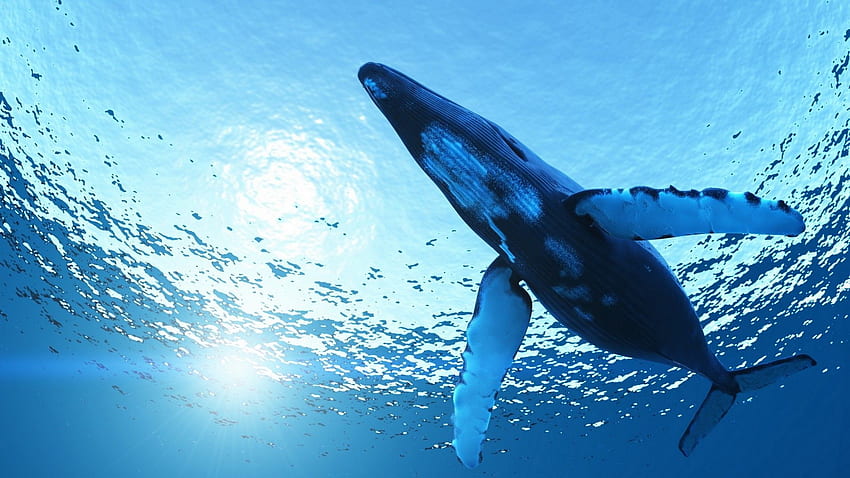 Humbak . Wieloryb, Płetwal błękitny, Ciekawe zwierzęta, Fajny wieloryb Tapeta HD
