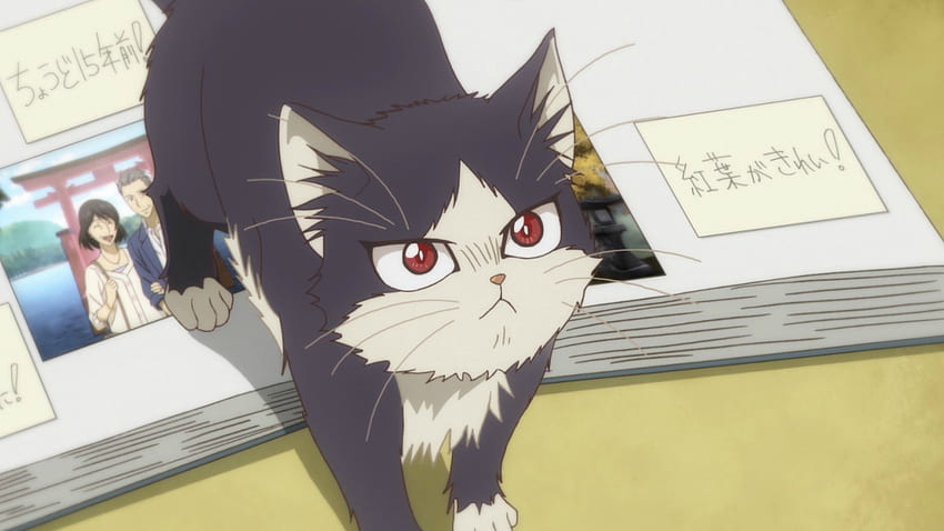 Haru Mikazuki. My Roommate is a Cat HD wallpaper