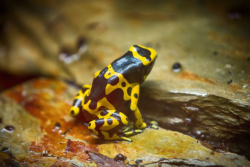 Animals, Spotted, Spotty, Frog HD wallpaper