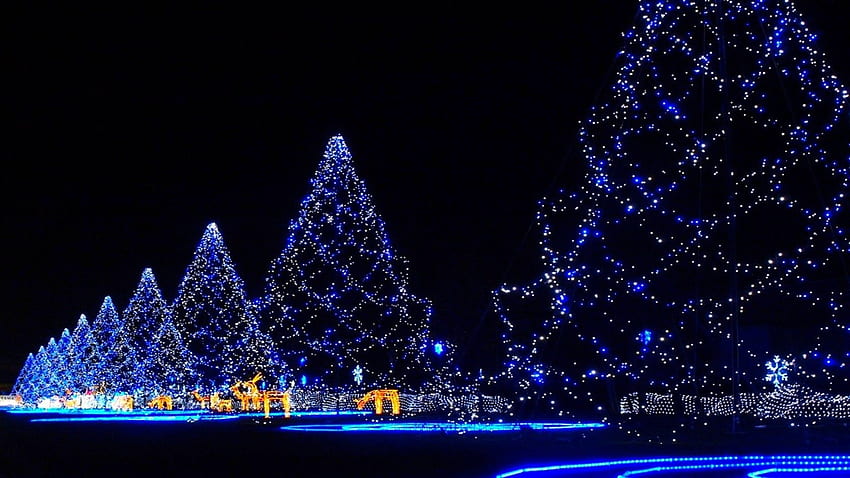 Christmas trees Japan. Christmas tree , Christmas lights , Blue christmas lights, Philadelphia Christmas HD wallpaper