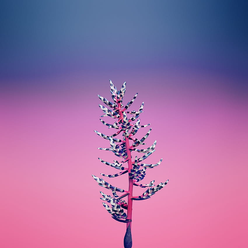 Flower Simple Apple Iphone8 Art Illustration Pink, Simple Pink MacBook HD phone wallpaper
