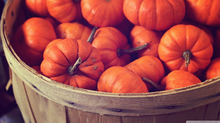 Basket Full Of Pumpkins ❤ for Ultra, Fall Pumpkin HD wallpaper