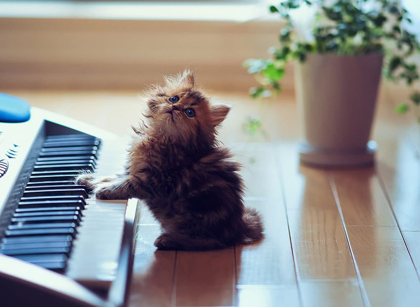 I'm an artist!, kitten, sweet, kitty, cats, cute, playing, piano, animals, artist, adorable HD wallpaper