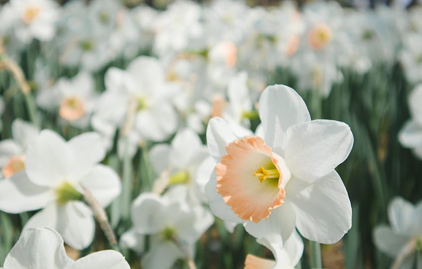 field, flowers, petals, white, daffodils, Narcissus for , section цветы HD wallpaper