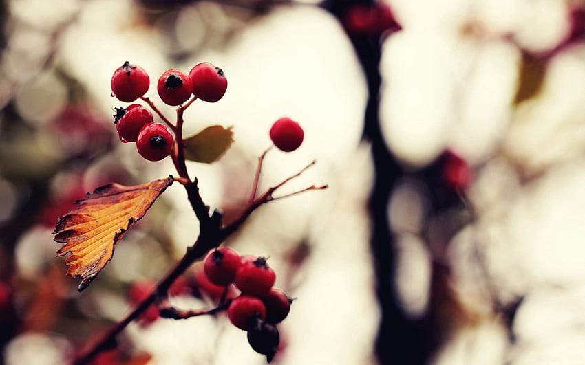 Macro Glare Wood Tree Berry Rowan Hd Wallpaper Pxfuel