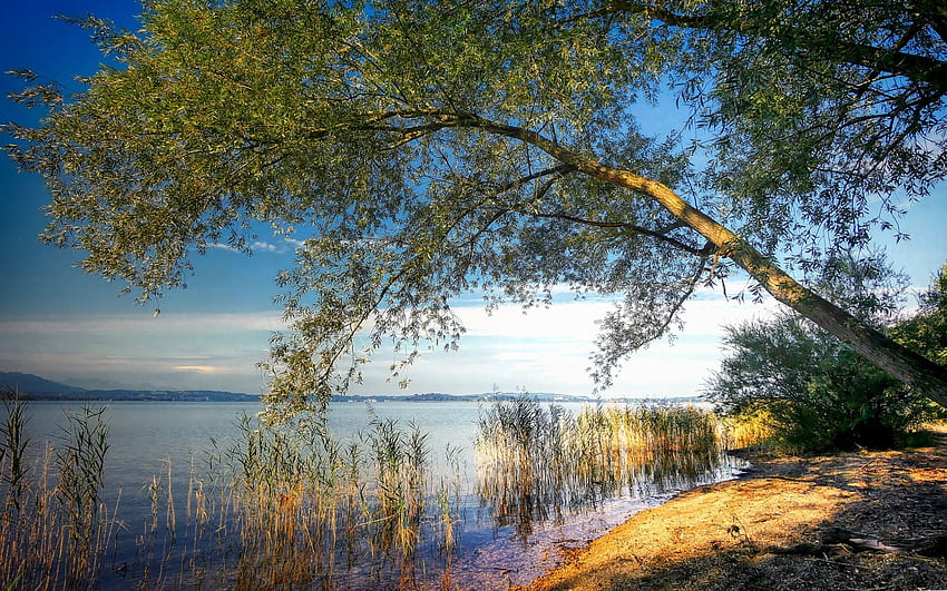 Lago Starnberg na Alemanha, canas, Alemanha, lago, árvore papel de parede HD