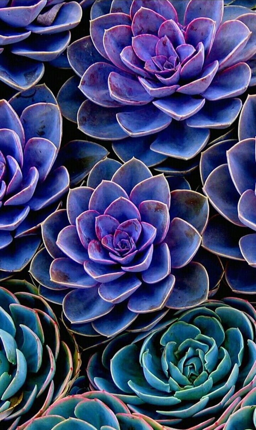 ܿصورة و كلمة✿ on ورد و زهر ✿ ❁ Flowers. Succulents , Succulent graphy, Cactus art print HD phone wallpaper