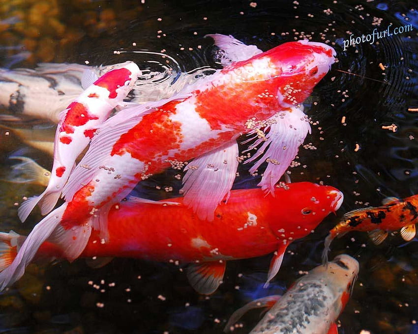 pesce koi. Voglio uno stagno. Пруд кои. Koi, pesci e acquari, laghetto giapponese per pesci Koi Sfondo HD