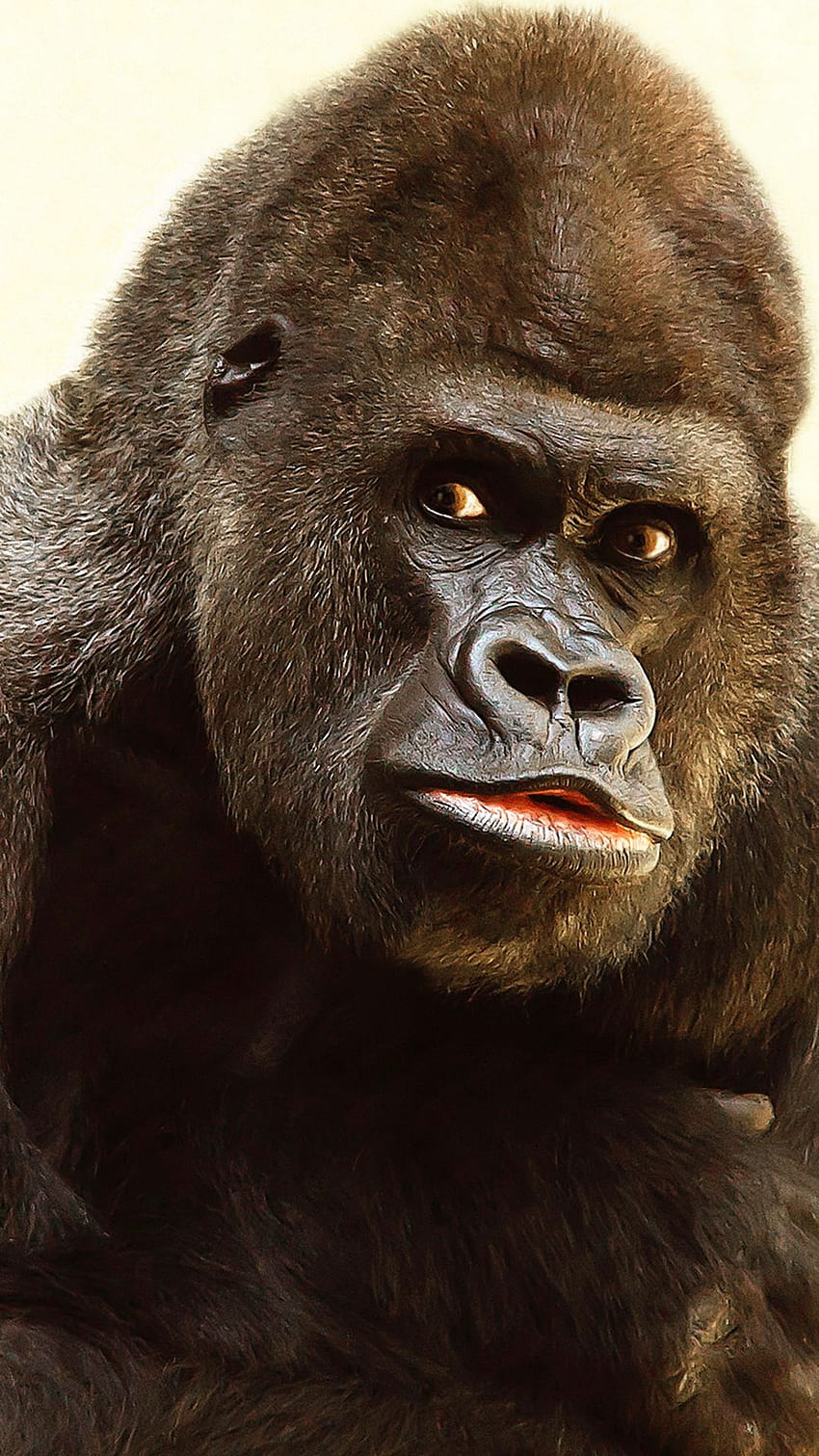 Gorilla iPhone Background HD phone wallpaper
