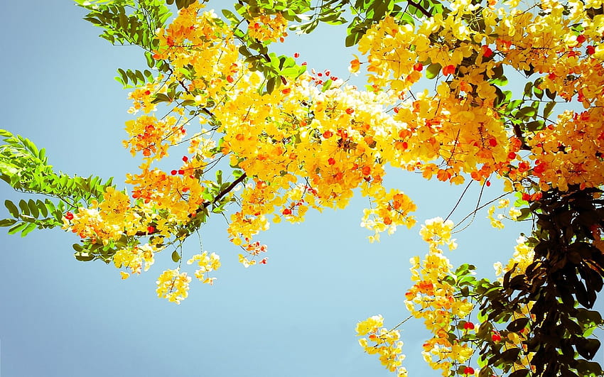 Yellow blossoms, Cherry Blossom Yellow HD wallpaper