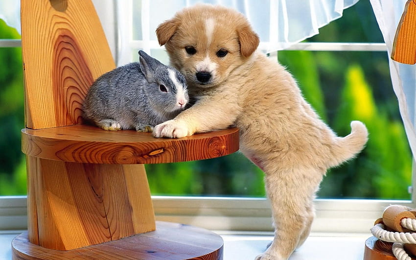 little puppy, rabbit, cute animals, Animal Friends HD wallpaper
