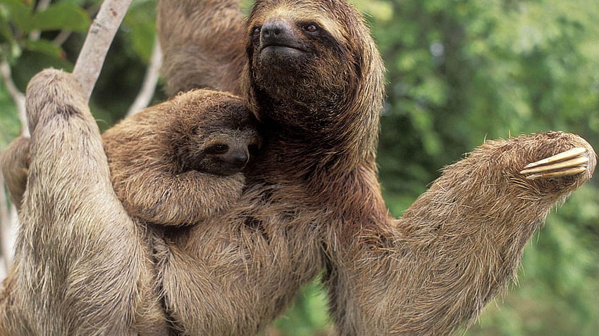 hewan Definisi Tinggi. Definisi Tinggi untuk Anda. Sloth boneka binatang, dari sloth, Three toed sloth Wallpaper HD