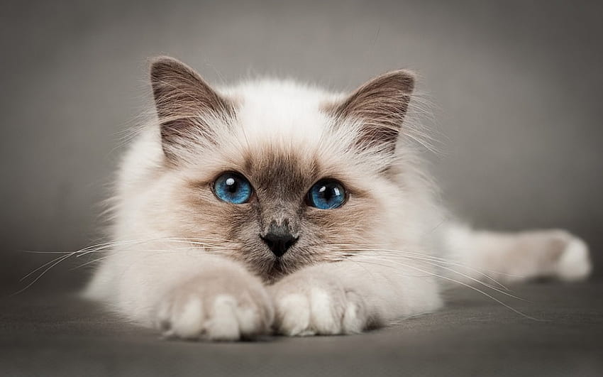 Красива бирманска котка, коте, бяло, кафяво, сини очи, котка, бирманка HD тапет