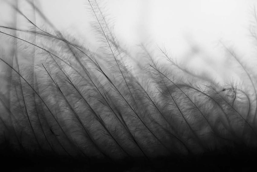  Grafik Skala Abu-abu Latar Belakang Padang Rumput, Rumput Hitam Wallpaper HD