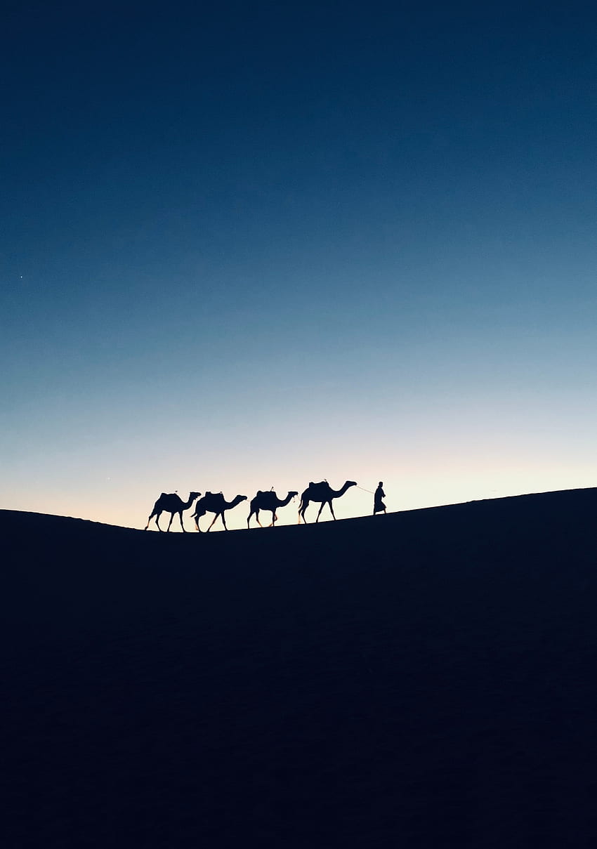 Silhouette, sunset, camel, Morocco HD phone wallpaper