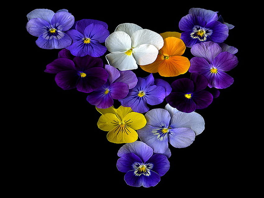 bratek serce, kolorowy, wiązka, serduszko, kwiat Tapeta HD