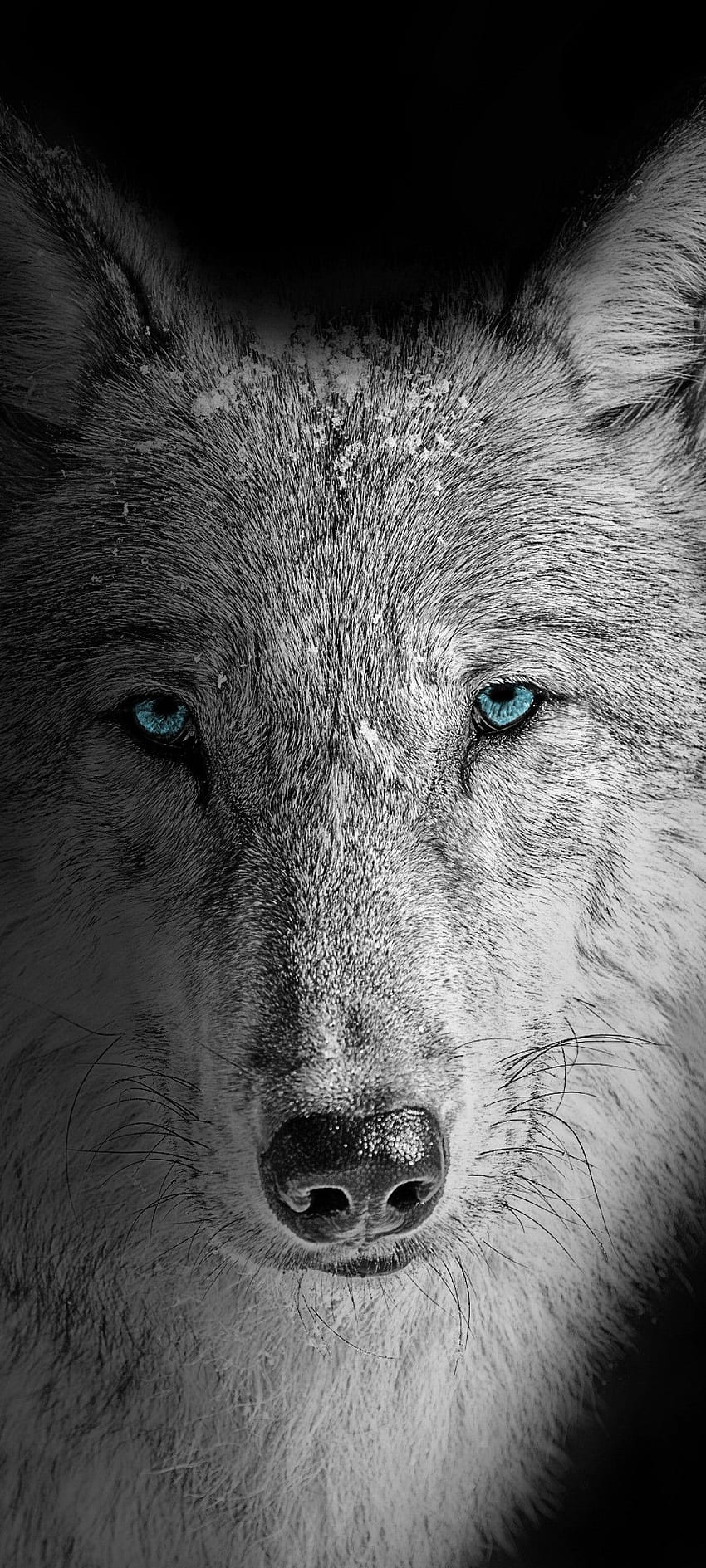 Wolf , Beast, Wild, White wolf, Black background, Animals, Blue Wolf Eye HD phone wallpaper