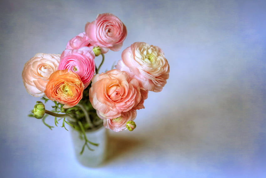 Bunt, Ranunkeln, Blumen, Vase, Hahnenfuß HD-Hintergrundbild