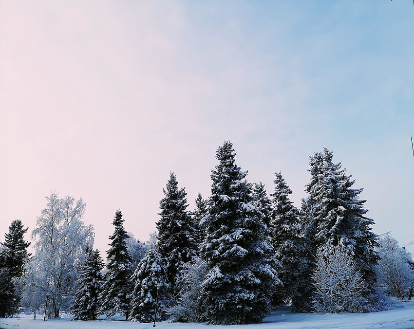 Natura, strati di neve sugli alberi, inverno, alberi Sfondo HD