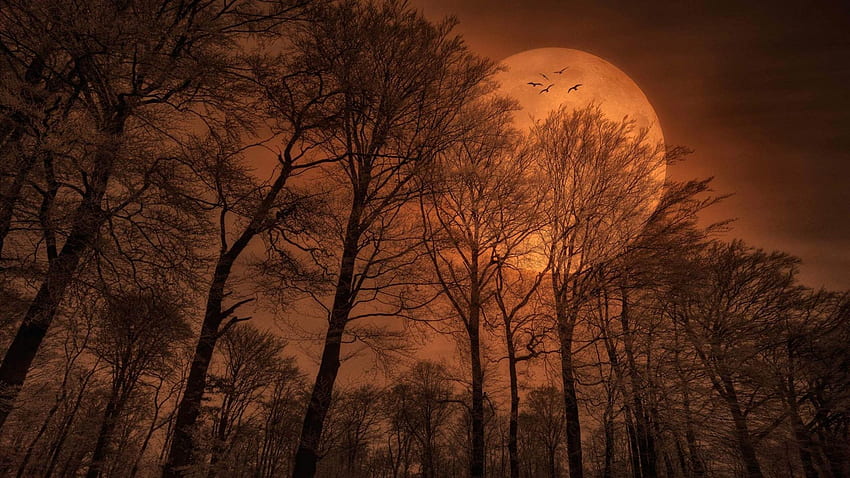 Schöne romantische Nacht Bäume verzweigt orange Himmel Vollmond hohe Auflösung für Android iPhone und Computer HD-Hintergrundbild