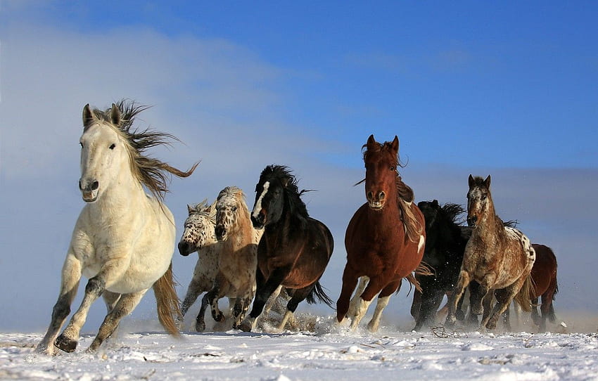 sky, animals, nature, dom, snow, wildlife, wild, running, Horses, galloping for , section животные, Beautiful Horses Running Wild HD wallpaper