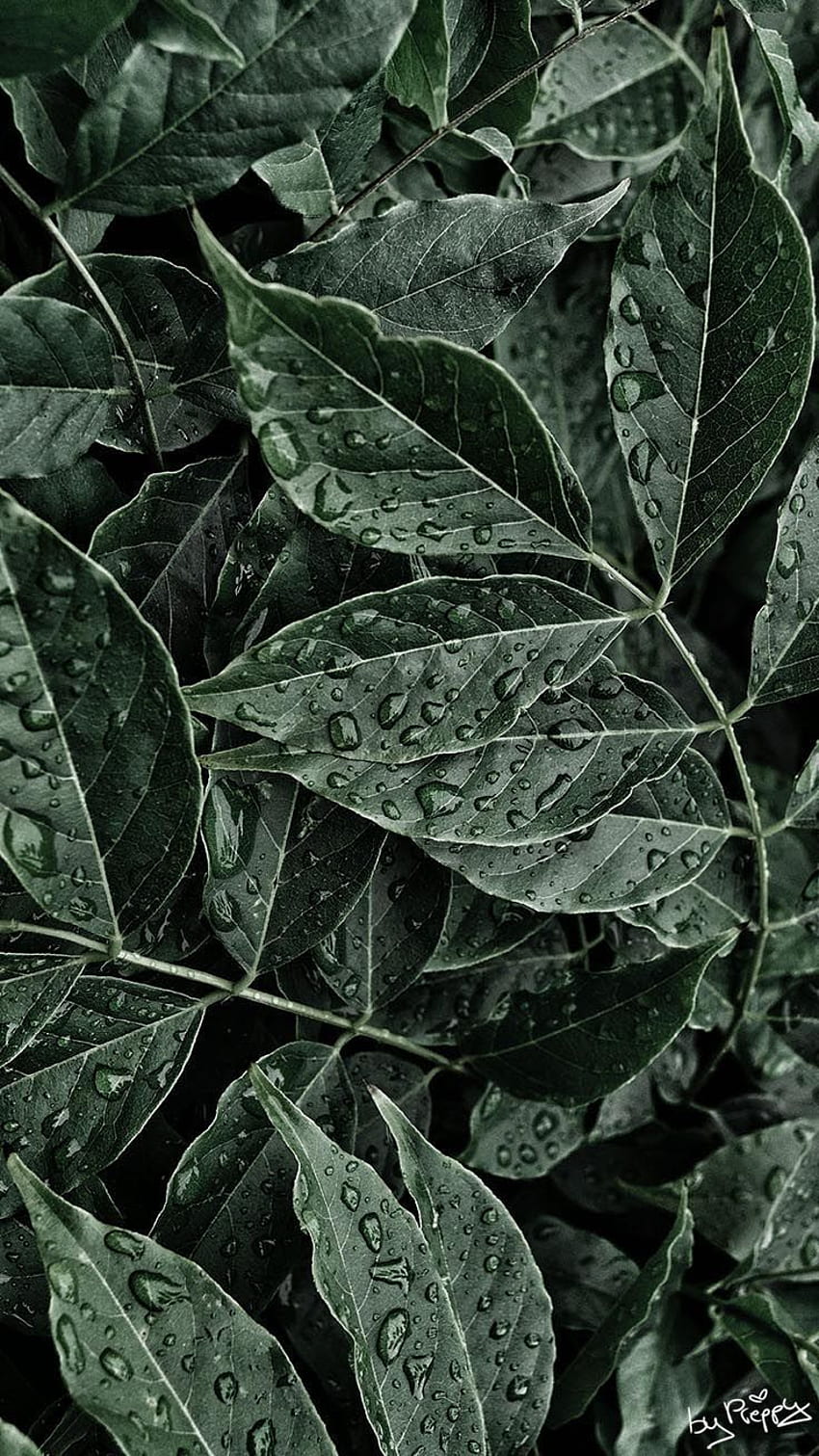 트로피컬 정글 아이폰X . iPhone 열대 식물, 식물 HD 전화 배경 화면